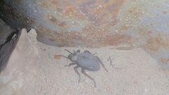 Trachyderma philistina