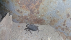 Trachyderma philistina