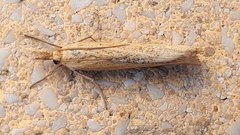 Pediasia luteella
