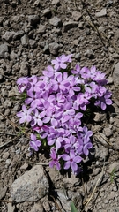 Phlox diffusa