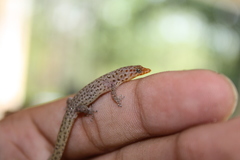 Sphaerodactylus difficilis