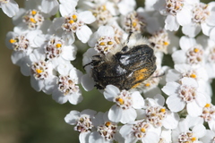 Tropinota squalida