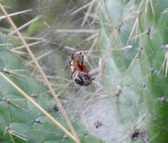Araneus granadensis