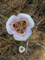 Calochortus argillosus