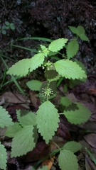 Hesperocnide tenella