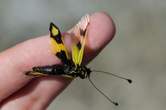 Libelloides macaronius