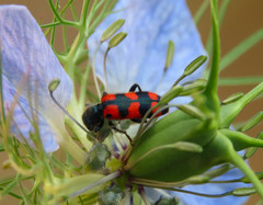 Trichodes leucopsideus