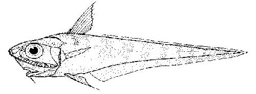 Cook's Rattail
