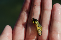 Libelloides macaronius