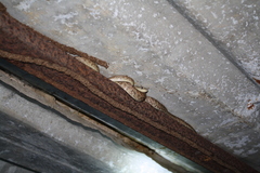 Chilabothrus striatus