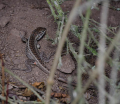 Stenocercus guentheri