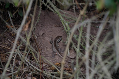 Stenocercus guentheri