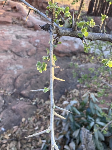 Image of Apricot sourberry by no rights reserved