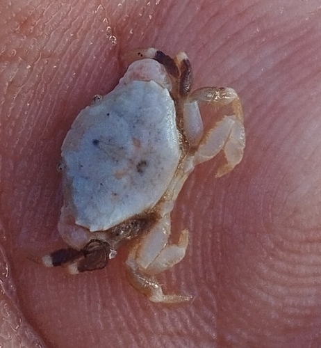 Leptodius exaratus observed 2024-08-21