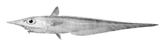 Swordsnout Grenadier photo 2
