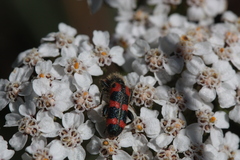Trichodes leucopsideus