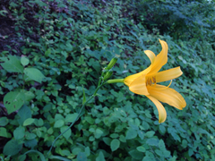 Hemerocallis hakuunensis