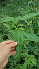 Rumex altissimus