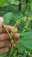 Rumex altissimus