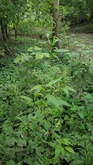 Rumex altissimus