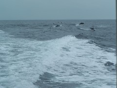 Delphinus