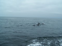 Delphinus