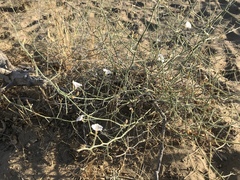 Convolvulus