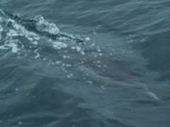 Delphinus
