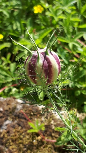 Nigella damascena