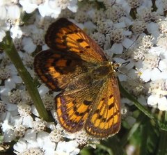 Lycaena boldenarum