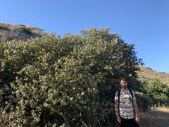 Ceanothus megacarpus insularis