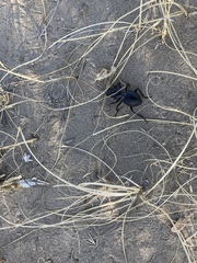 Machozetus lehmanni