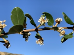 Ceanothus megacarpus insularis