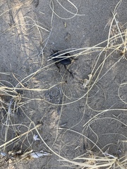 Machozetus lehmanni