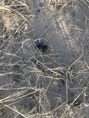 Machozetus lehmanni