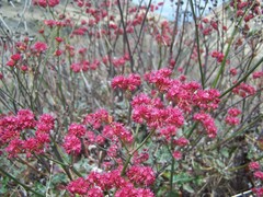 Eriogonum grande rubescens
