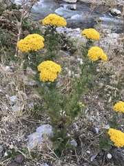 Achillea arabica