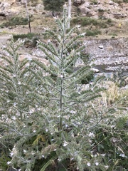 Echium italicum biebersteinii