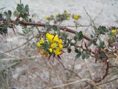 Acmispon dendroideus