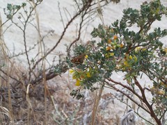Acmispon dendroideus