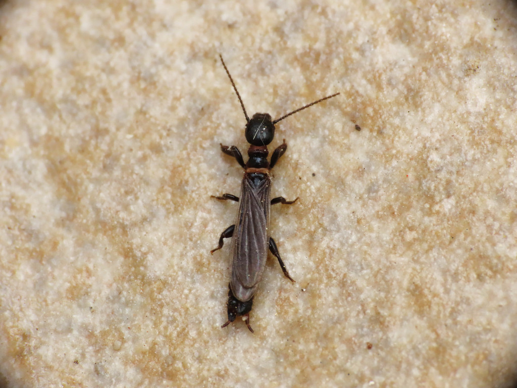 Embiidae