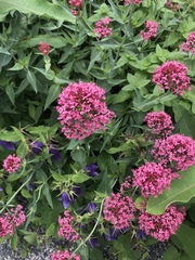 Centranthus