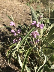 Phlomis regelii