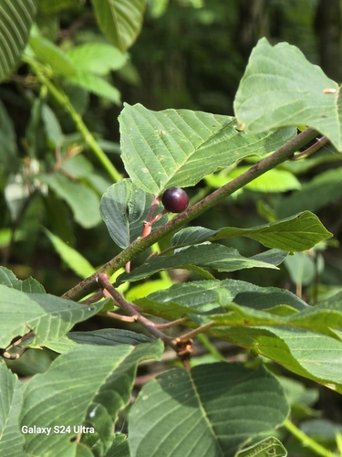 Cascara buckthorn (Frangula purshiana)