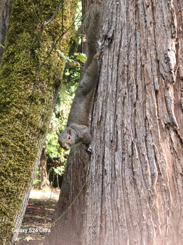 Douglas's Squirrel photographed in Oregon