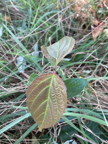 Image of Viburnum setigerum by (c) Nico Carl, some rights reserved (CC BY)
