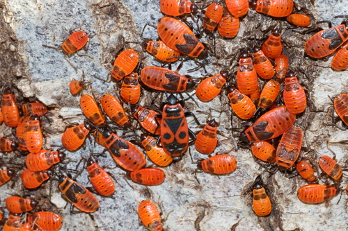 European Firebug photo 4