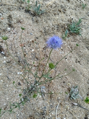 Jasione heldreichii