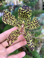 Grammatophyllum