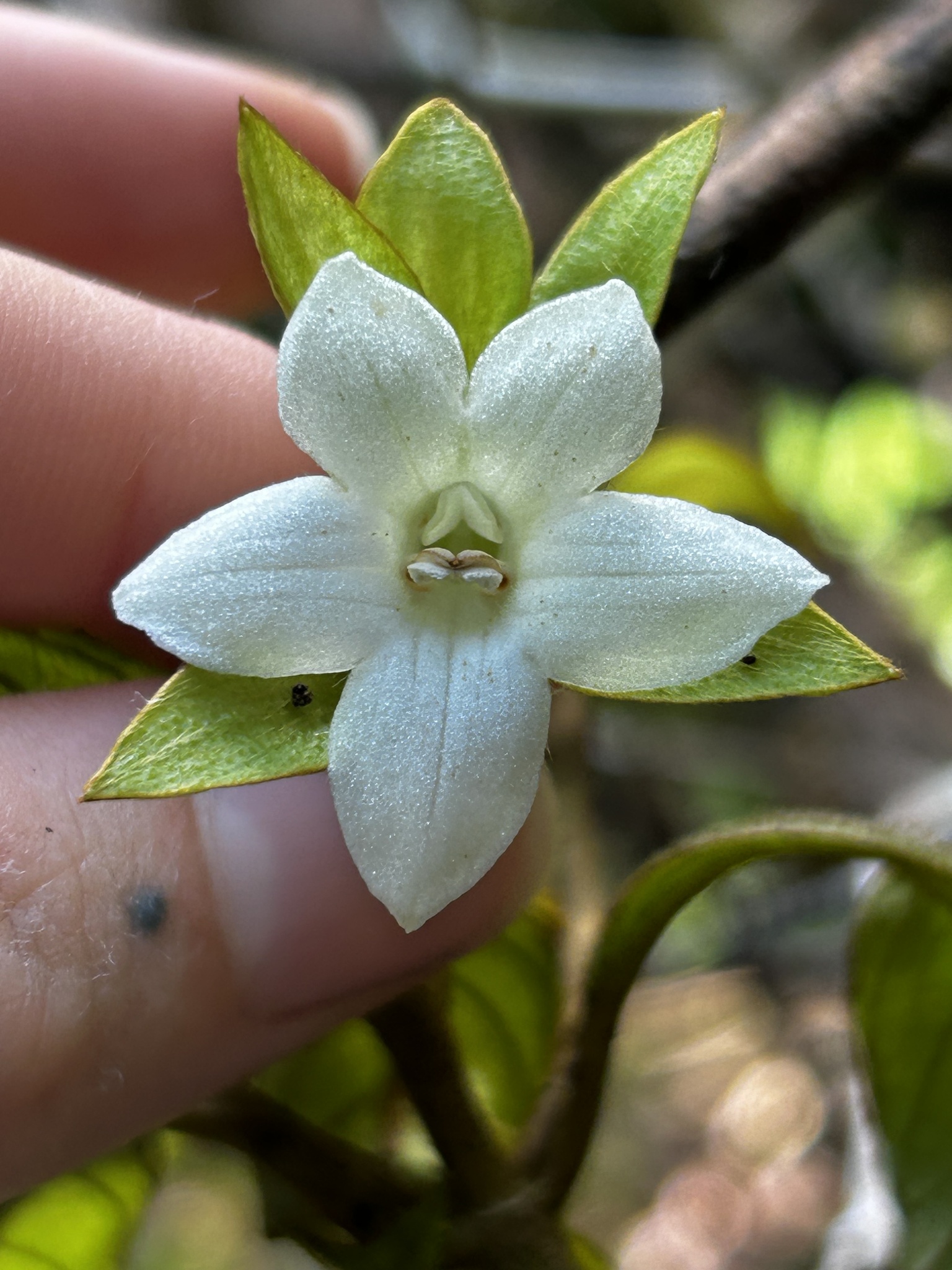 Cyrtandra kamoolaensis